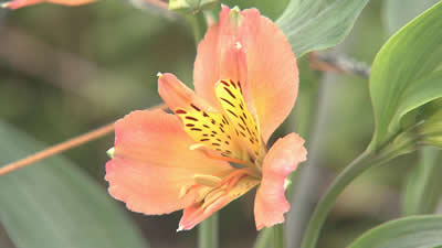 midori20260418-1
