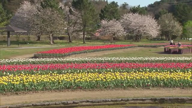 4万本のチューリップ、一斉に咲きそろう　色とりどりの花が春の街彩る　秋田・潟上市