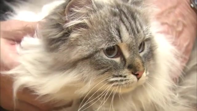 AKT-NEWS シベリア猫“ミール”天国へ　佐竹知事「大変悲しい思い」　ファンに感謝し一刻も早い“平和”願う　秋田|12月09日(月)20:00