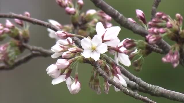 にかほ市・勢至公園でサクラ開花　5月並みの暖かさも後押し　秋田　
