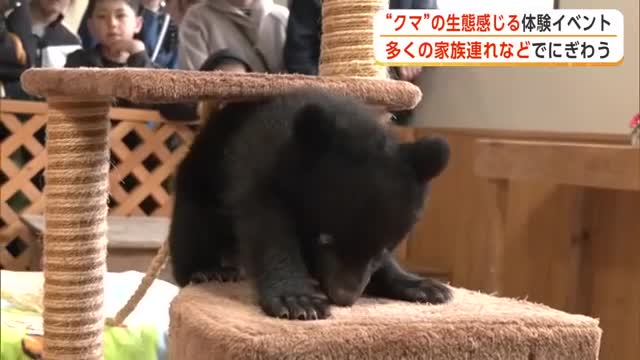 大型連休に合わせた“クマ”の生態感じる体験イベント開催　多くの家族連れでにぎわう　秋田・北秋田市