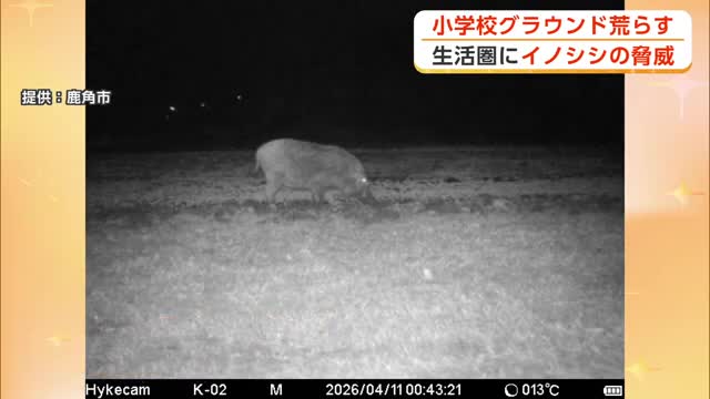 クマよりも厄介…生活圏に迫るイノシシの脅威　10年で目撃数100倍以上に　秋田・鹿角市