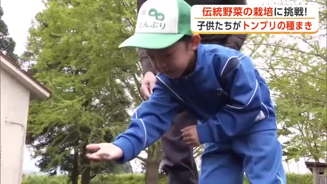 「大きくおいしくなって」　児童・園児が伝統野菜「トンブリ」の種まきに挑戦　秋田・大館市