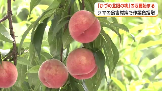 「かづの北限の桃」収穫始まる　雪害乗り越え大きく甘く育つ　生産者はクマの食害に警戒　秋田・鹿角市