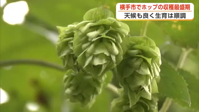 ビールの原料「ホップ」生育順調　国内有数の産地・横手市で収穫最盛期　秋田