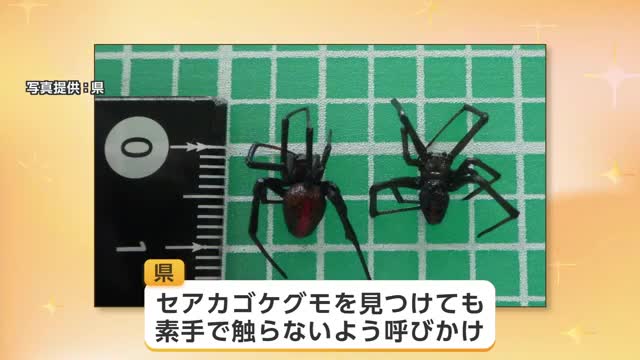 「セアカゴケグモ」2匹、県中央部の事業所で確認　秋田県内で3例目　雌に毒あり、素手で触らないで